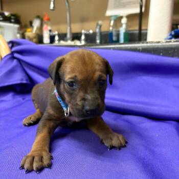 Mixed Breed Dogs Available for Adoption - Trachtenberg | PetCurious