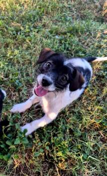 Ivy -  Terrier Dog for Adoption in Denver, Colorado - Ivy | PetCurious