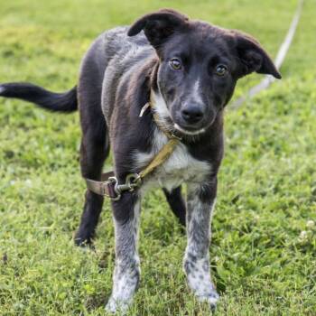 Rescue Border Collie and Australian Shepherd Dogs for Adoption in Springfield, Missouri - McGriddle | PetCurious