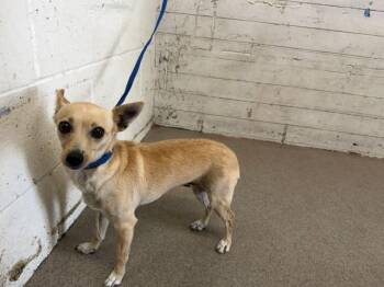 CHAMPAGNE -  Chihuahua Dog for Adoption in San Bernardino, California - CHAMPAGNE | PetCurious