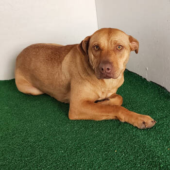 Rescue Mixed Breed Dogs for Adoption in Boaz, Alabama - Marsha | PetCurious