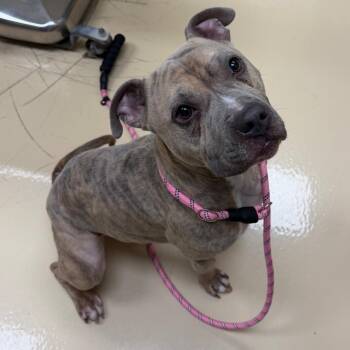 Mixed Breed Dogs Available for Adoption - Marriott | PetCurious