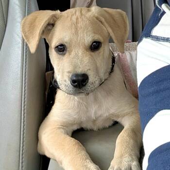 Whiskey -  Labrador Retriever and Mixed Breed Dog for Adoption in Shakopee, Minnesota - Whiskey | PetCurious