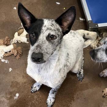 Egg -  Australian Cattle Dog Blue Heeler and Mixed Breed Dog for Adoption in Stephenville, Texas - Egg | PetCurious