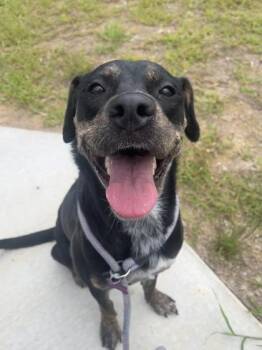 Dandelion -  Labrador Retriever and Mixed Breed Dog for Adoption in Atlanta, Georgia - Dandelion | PetCurious