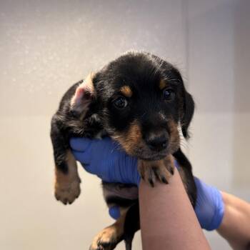IVHS-Stray-144420 -  Rottweiler and Terrier Dog for Adoption in San Gabriel, California - IVHS-Stray-144420 | PetCurious