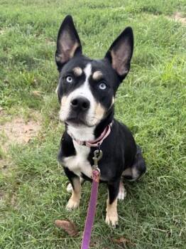 Morena -  Siberian Husky and Shepherd Dog for Adoption in Kansas City, Missouri - Morena | PetCurious