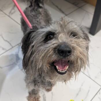 Terrier and Schnauzer Dogs Available for Adoption - Craig F NV | PetCurious