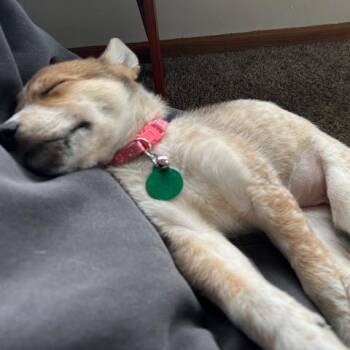 Mixed Breed Dogs Available for Adoption in Buffalo, Minnesota - Starbucks | PetCurious