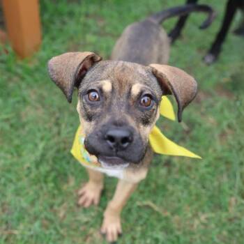 FERN -  Boxer Dog for Adoption in San Antonio, Texas - FERN | PetCurious
