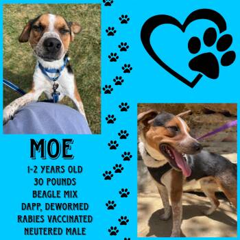 Rescue Mixed Breed Dogs for Adoption in Cynthiana, Kentucky - Moe | PetCurious