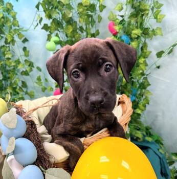Catahoula Leopard Dog and Labrador Retriever Dogs Available for Adoption - Meadow | PetCurious