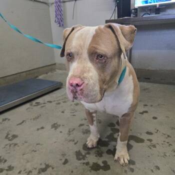 Pit Bull Terrier Dogs Available for Adoption in Camarillo, California - ROCKO | PetCurious