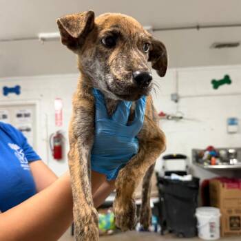 Donnie -  Shepherd Dog for Adoption in Edinburg, Texas - Donnie | PetCurious