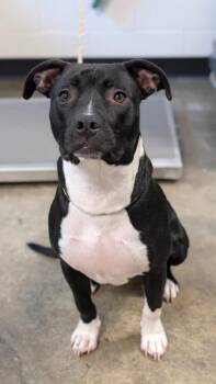 Paparazzi -  Pit Bull Terrier Dog for Adoption in Sacramento, California - Paparazzi | PetCurious