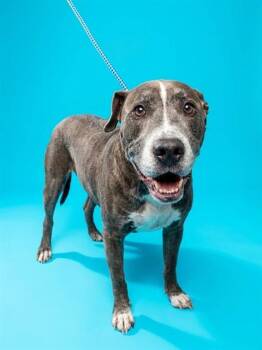 WHISKEY -  Mixed Breed Dog for Adoption in Jacksonville, Florida - WHISKEY | PetCurious