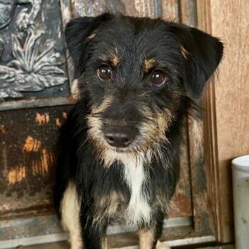 Poncho -  Terrier and Mixed Breed Dog for Adoption in Corpus Christi, Texas - Poncho | PetCurious