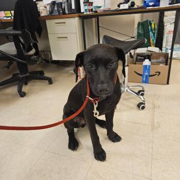 Mixed Breed Dogs Available for Adoption in Lake Panasoffkee, Florida - Inky | PetCurious