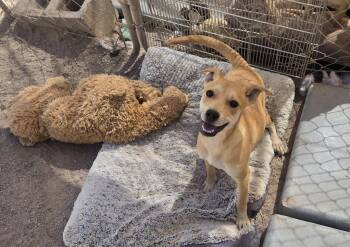 Mixed Breed Dogs Available for Adoption in Nogales, Arizona - Ticky | PetCurious