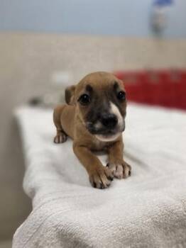 Hilary -  Terrier and Mixed Breed Dog for Adoption in Honolulu, Hawaii - Hilary | PetCurious