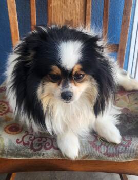 Pomeranian Dogs Available for Adoption in Victorville, California - Sweetie  | PetCurious