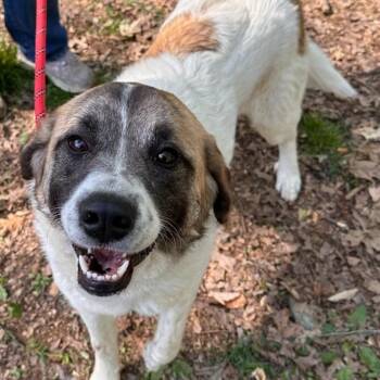 Great Pyrenees Dogs Available for Adoption in West Chester, Pennsylvania - Ginny | PetCurious