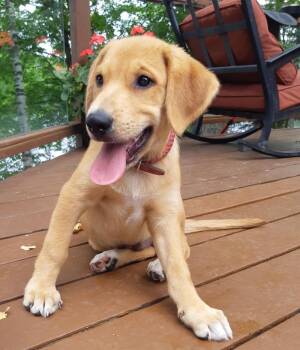 Baxter -  Labrador Retriever and Husky Dog for Adoption in Bancroft, Ontario - Baxter | PetCurious