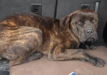 Mastiff Dogs Available for Adoption - Benjamin | PetCurious