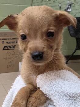 Chihuahua and Dachshund Dogs Available for Adoption in Burnsville, North Carolina - Thomas | PetCurious