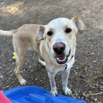 Rescue Labrador Retriever Dogs for Adoption in Columbia, South Carolina - Keegan | PetCurious
