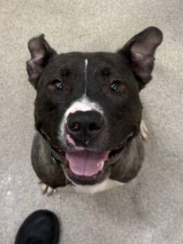 Juniper -  Pit Bull Terrier Dog for Adoption in Youngstown, Ohio - Juniper | PetCurious