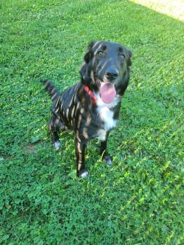 Bonnie -  Border Collie Dog for Adoption in Lock Haven, Pennsylvania - Bonnie | PetCurious