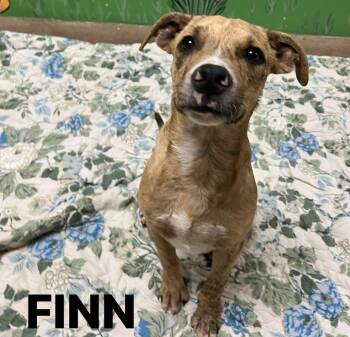 Rescue Mixed Breed Dogs for Adoption in Chickasha, Oklahoma - Finn | PetCurious