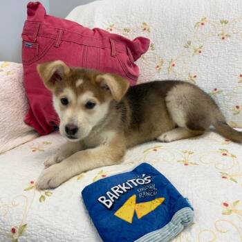 Elizabeth Swan -  Mixed Breed Dog for Adoption in Park City, Utah - Elizabeth Swan | PetCurious