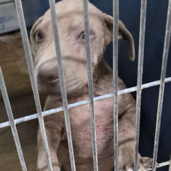 Rescue Pit Bull Terrier Dogs for Adoption in Montgomery, Alabama - Rhino | PetCurious