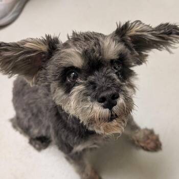 Schnauzer Dogs Available for Adoption in Charlottesville, Virginia - Zeke | PetCurious