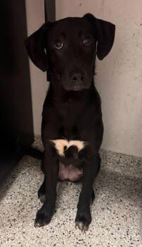 Silhouette -  Mixed Breed Dog for Adoption in Kansas City, Missouri - Silhouette | PetCurious