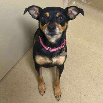 Summer -  Chihuahua Dog for Adoption in Walnut Creek, California - Summer | PetCurious