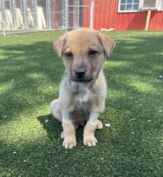 Shepherd and Labrador Retriever Dogs Available for Adoption in Gallatin, Tennessee - Warhol | PetCurious