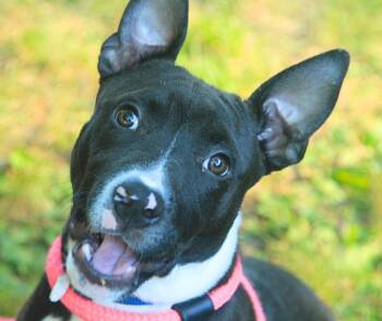 Victor -  Mixed Breed Dog for Adoption - Victor | PetCurious