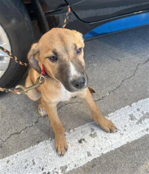 Rescue Mixed Breed Dogs for Adoption in Dallas, Texas - FIGGY | PetCurious