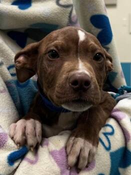 Pit Bull Terrier and Mixed Breed Dogs Available for Adoption in Westland, Michigan - Lagoon | PetCurious