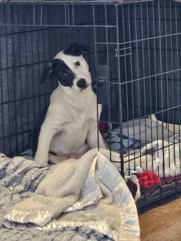 Panda -  Pit Bull Terrier and Australian Cattle Dog Blue Heeler Dog for Adoption in Santa Rosa, California - Panda | PetCurious