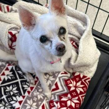 Luna 26-10-068 -  Chihuahua Dog for Adoption in Bastrop, Texas - Luna 26-10-068 | PetCurious