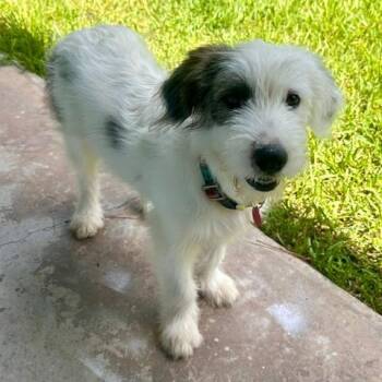Dottie -  Old English Sheepdog and Great Pyrenees Dog for Adoption in Houston, Texas - Dottie | PetCurious