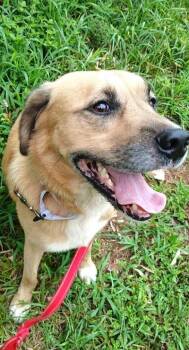 RUSTY -  Retriever Dog for Adoption in Pegram, Tennessee - RUSTY | PetCurious