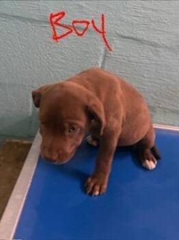 Teddy -  Mixed Breed Dog for Adoption in Lafayette, Tennessee - Teddy | PetCurious