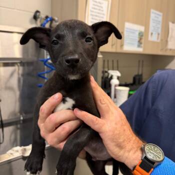 Belgian Shepherd Malinois and Pit Bull Terrier Dogs Available for Adoption in Englewood, Florida - Racer | PetCurious