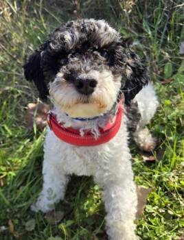 Rescue Poodle Dogs for Adoption in Burlington, Wisconsin - Zeus | PetCurious