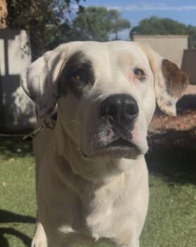 Tundra -  German Shepherd Dog Dog for Adoption in Payson, Arizona - Tundra | PetCurious